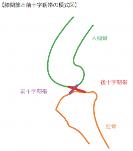 犬の前十字靭帯損傷_犬模式図②