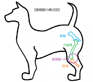 犬の前十字靭帯損傷_犬模式図①膝関節